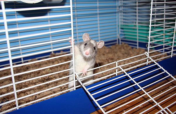 Les rats décoratifs ont pris une couleur claire à la suite de nombreuses expériences de sélection.