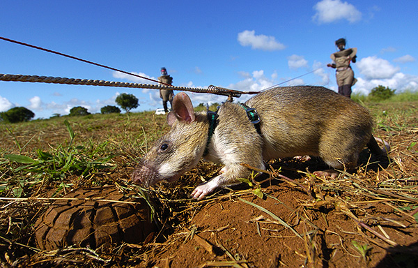Les rats marsupiaux gambiens ont un excellent sens de l'odorat, ce qui leur permet d'être utilisés pour la recherche de mines.