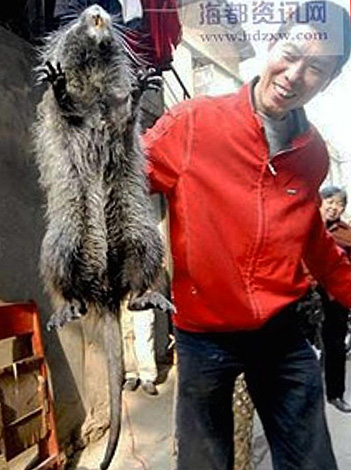 Un rat en bambou peut atteindre une longueur de 50 cm avec un poids de 4 kg et peut très bien passer dans la presse jaune en tant que rongeur géant pris en Chine.