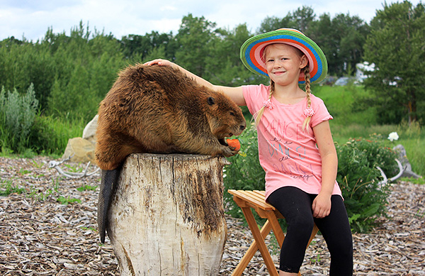 Le castor est également un gros rongeur dont la masse peut atteindre plus de 30 kilogrammes.