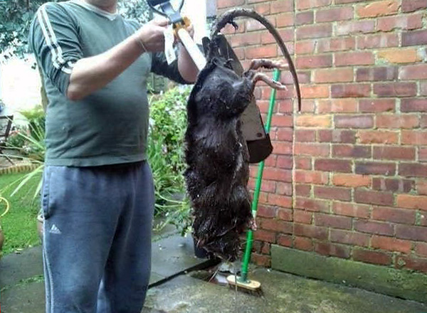 Parfois, les rats peuvent vraiment atteindre des tailles impressionnantes, mais dans la plupart des cas, nous ne parlons pas de rats gris ordinaires.