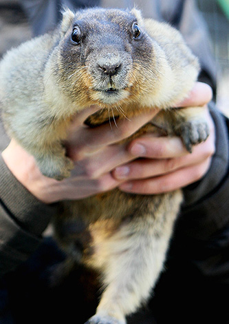 Marmot-baibak a une longueur de 70 cm et un poids allant jusqu'à 10 kg.