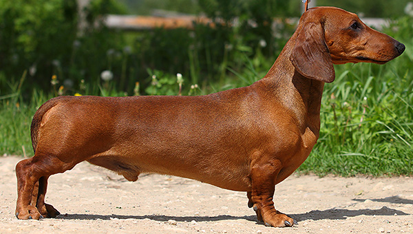 Il est presque impossible de confondre un teckel avec un gros rat, sauf dans le noir ...