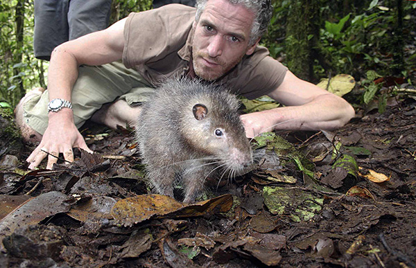 Le rat laineux de Bosawi n'a pas du tout peur des humains.