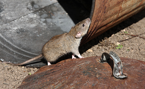 Le rat gris commun est la variété la plus commune de ces animaux et son corps peut atteindre 25 cm de long, et avec une queue - encore plus.
