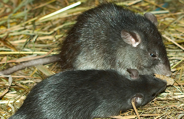 Un rat noir diffère d'un gris en petites tailles.