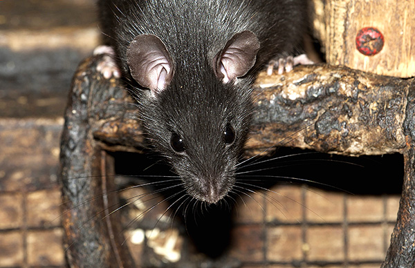 Parlons des caractéristiques intéressantes de la vie des rats noirs et de la relation de ces rongeurs avec la civilisation humaine ...