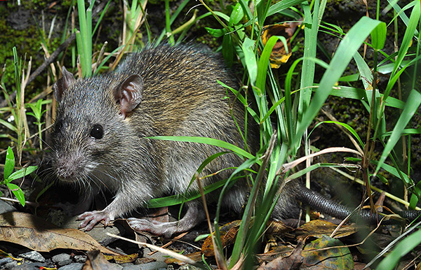 Les rats noirs préfèrent vivre séparément des humains si le climat leur est favorable.