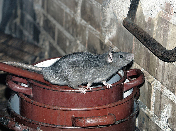 Ces rongeurs de couleur noire peuvent très rapidement se répandre dans le monde entier, car ils se sentent à l'aise sur les navires de mer et les fleuves.