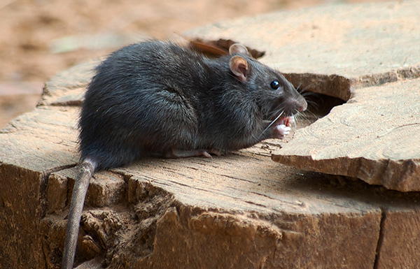 Manger des rats noirs est plus difficile que des rats gris, et choisit plus soigneusement leur régime alimentaire, en contournant souvent les appâts empoisonnés.