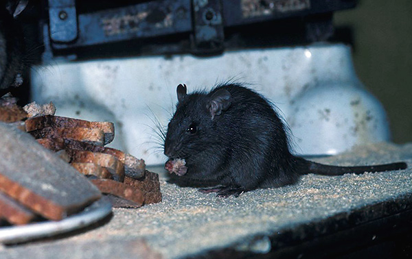 La photo montre un rat noir à un repas ...