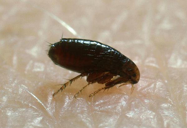 Les puces de rat sont porteuses de peste bubonique.