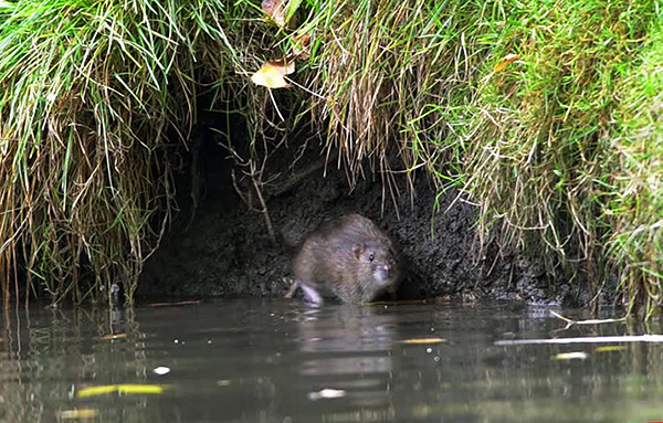 Dans un habitat naturel, les pasukas préfèrent s'installer près de l'eau.