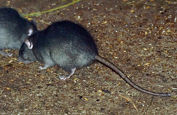 Dans la nature, les rats noirs vivent principalement dans des conditions sèches.