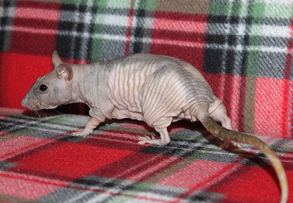 Rat nu (chauve) de la race Sphinx