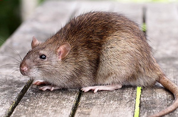 En moyenne, les rats gris (pasyuki) sont nettement plus grands que leurs homologues noirs.