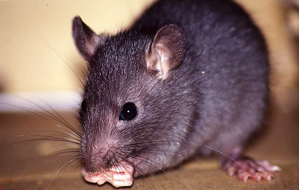 Le rat noir se distingue de son congénère gris par sa plus petite taille, son museau allongé et ses grandes oreilles, ce qui le fait généralement ressembler à une grosse souris.