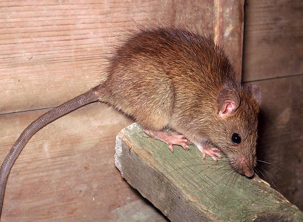 Parmi les rats noirs, il y a des individus avec des cheveux plus clairs - du brun au blond clair ...