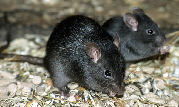 Les rats noirs sont divisés en 4 sous-espèces, extérieurement non différentes les unes des autres, mais qui se croisent mutuellement, produisent une progéniture moins prolifique.