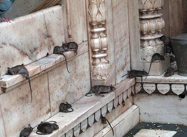 Ces rongeurs ne font pratiquement pas de trous pour eux-mêmes, préférant des abris naturels ou des bâtiments et des structures proches d'une personne.