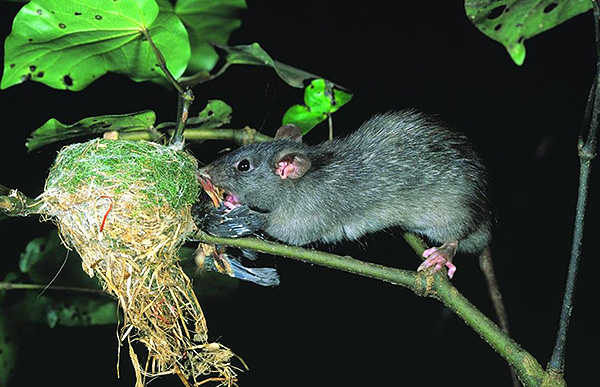 La photo montre comment un rat noir ruine un nid d'oiseau.