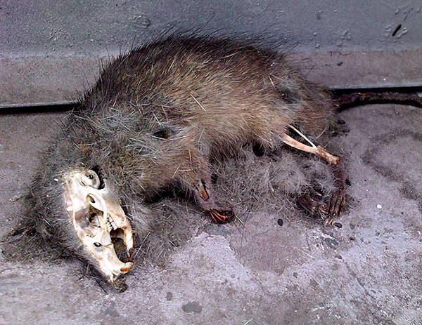 Il n’existe aucune condition préalable pour que Goliath arrête la décomposition des cadavres de rats empoisonnés.