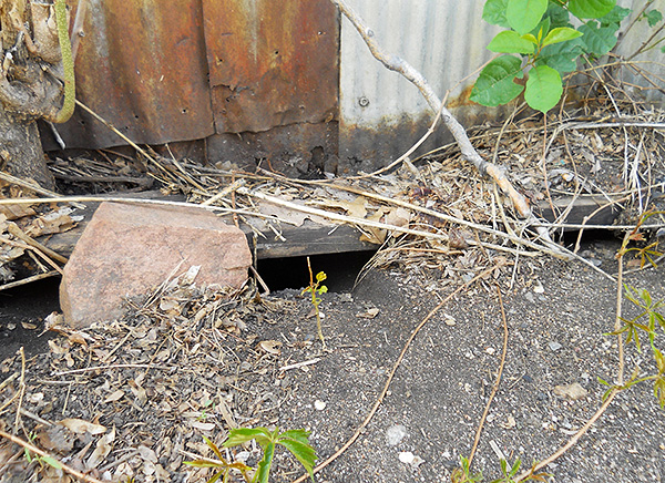 Le produit doit être placé dans les endroits où apparaissent les excréments de rats, ainsi qu’à proximité des trous et des crevasses par lesquels les rats et les souris peuvent pénétrer dans la pièce.