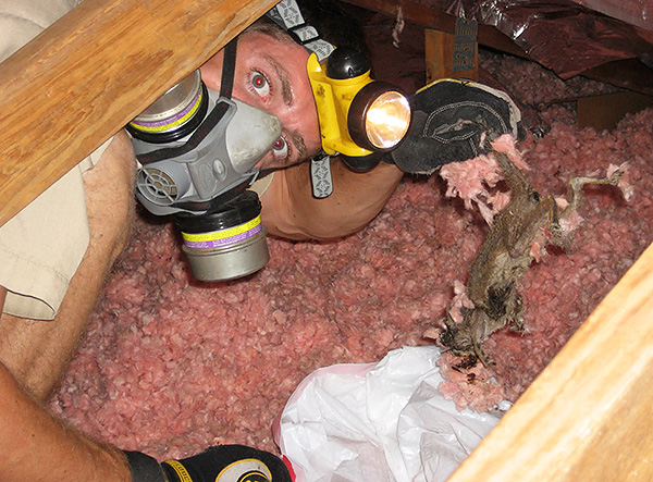 Les cadavres de rats et de souris morts, une fois décomposés, dégagent une forte odeur fétide, mais il peut parfois être très difficile de les trouver.