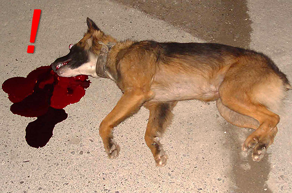 Les préparations à base de flocumafen pour chiens sont encore plus toxiques que pour les rats.