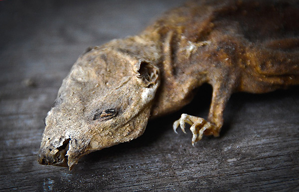 Voyons comment les soi-disant poisons momifiants, utilisés pour combattre les rats et les souris, travaillaient, et s'ils momifiaient réellement les cadavres de rongeurs ...