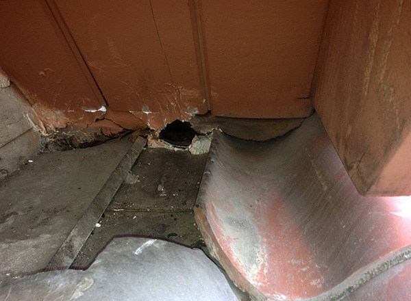 Dans la plupart des cas, les rats empoisonnés meurent à l'extérieur et non derrière les murs ou sous le sol.