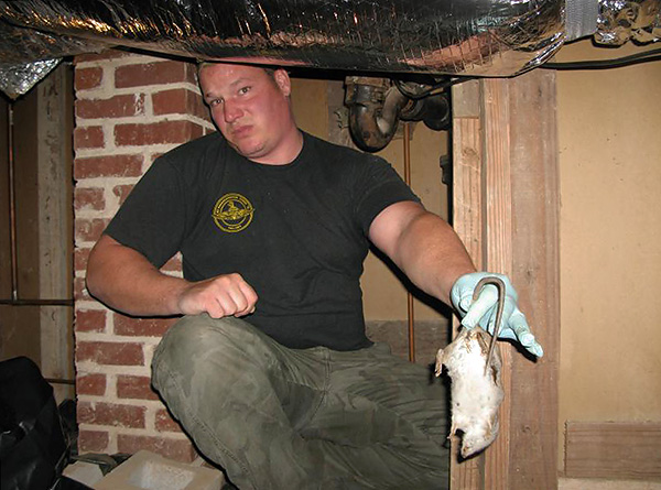 Si le rat empoisonné meurt néanmoins derrière le mur ou sous le plancher du salon, il commence alors à se décomposer et à émettre une terrible odeur de cadavre.