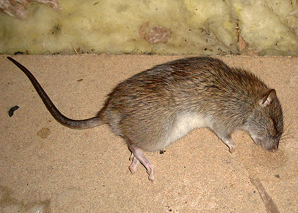 Malgré l’absence de l’effet momifiant déclaré, le poison pour rats et souris est surtout efficace en termes de destruction de rongeurs.