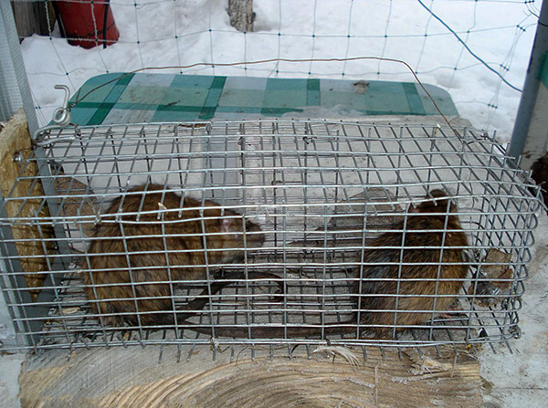 Avec l'aide d'une cage vivante, vous pouvez facilement attraper un rongeur, mais vous devez ensuite décider quoi en faire ...