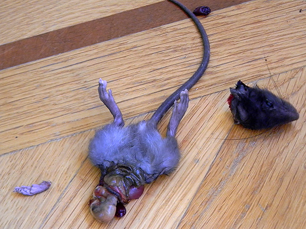 Les pièges à chats-rats et certaines races de chiens sont capables de détruire efficacement les rongeurs, mais laissent souvent des conséquences désagréables de leur lutte avec eux ...