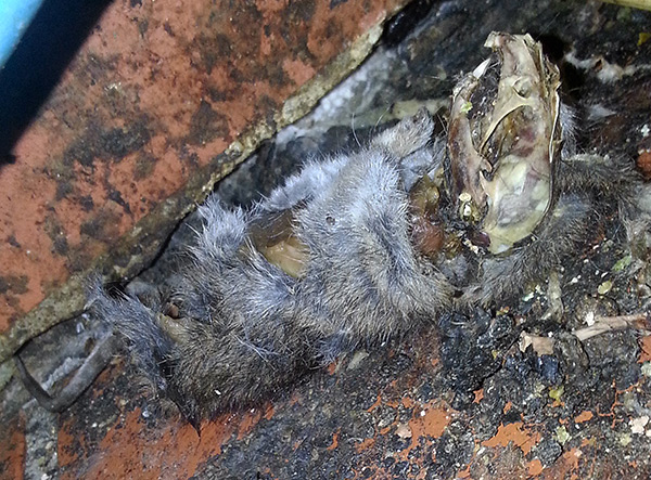 Les rongeurs peuvent mourir de poison pour rat dans un endroit inaccessible (derrière un mur, sous le sol) et peuvent causer de gros désagréments en raison d'une odeur de cadavre très désagréable.