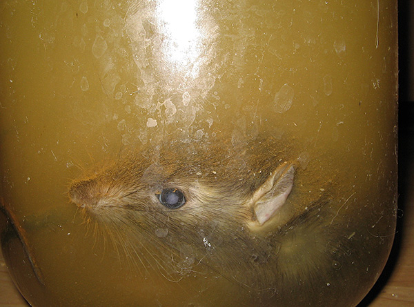 Afin d'empêcher la décomposition du cadavre d'un rat, celui-ci doit être littéralement complètement trempé dans une solution spéciale.