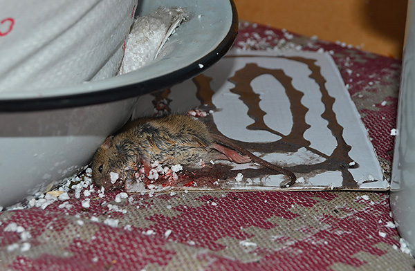 Pris au piège de la colle de rongeurs en attente d'une mort lente et douloureuse de la soif pendant plusieurs jours.