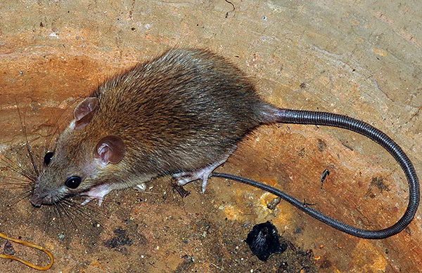 Sous la marque Clean House, non seulement des produits pour rongeurs sont fabriqués, mais également des produits de lutte contre les insectes très efficaces.