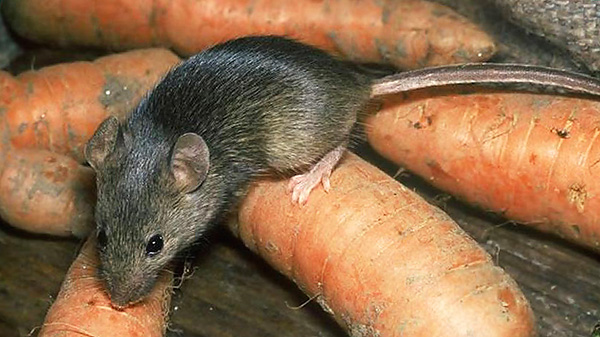 Les rats et les souris peuvent s'habituer à l'échographie si celle-ci agit longtemps.