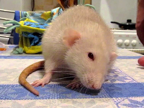 N'utilisez pas de répulsif à ultrasons dans une maison où sont gardés des rongeurs domestiques, car le fonctionnement de l'appareil leur causera le même malaise que leurs frères sauvages.