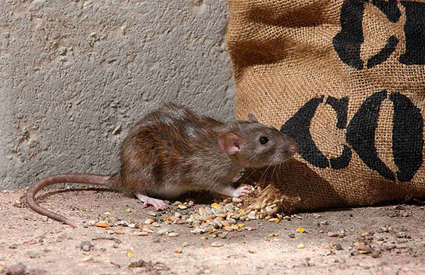 Voyons comment des rats gris (pasyuki) ont réussi à devenir l'un des mammifères les plus nombreux de la planète.