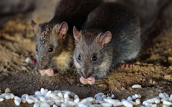 Les rats gris ont la plus grande adaptabilité aux conditions environnementales ...