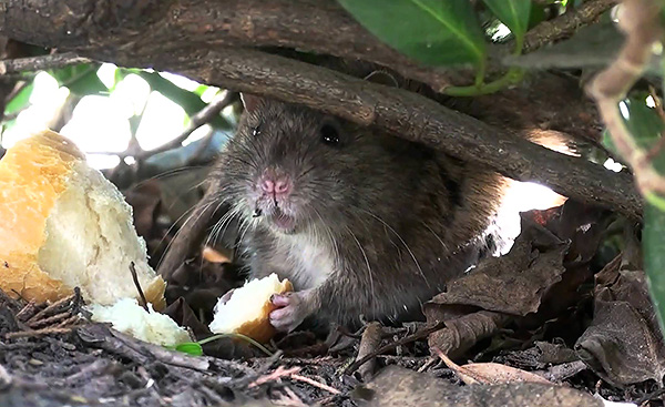 Les rats gris peuvent manger presque n'importe quoi, même si la base de leur régime dans des conditions favorables est la nourriture des plantes.