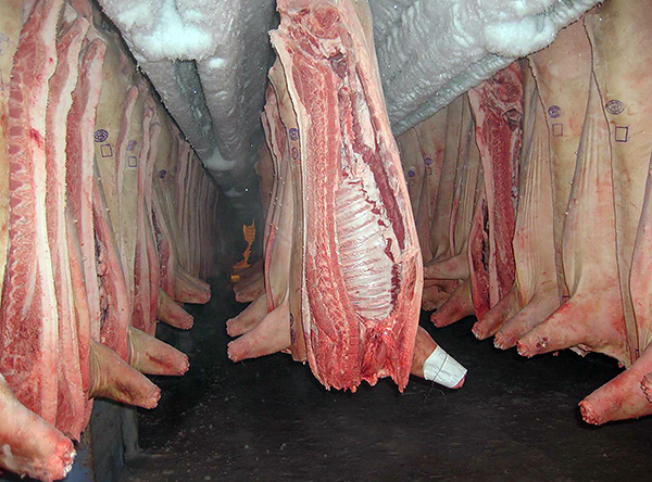 Un autre exemple de la capacité de survie unique des rats gris est la possibilité de vivre dans les chambres froides des abattoirs.