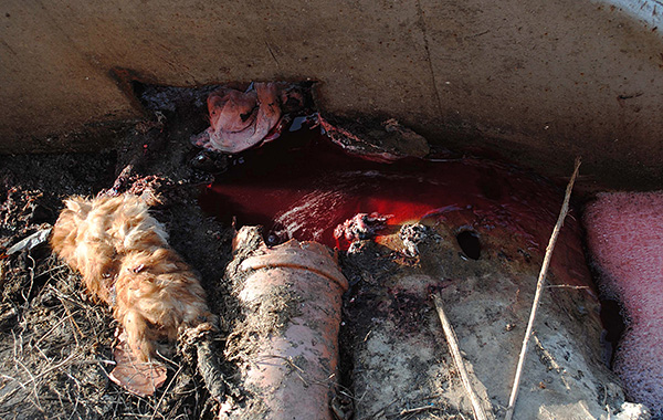 Les conditions insalubres des décharges sont un autre endroit où les rats se sentent à l'aise.