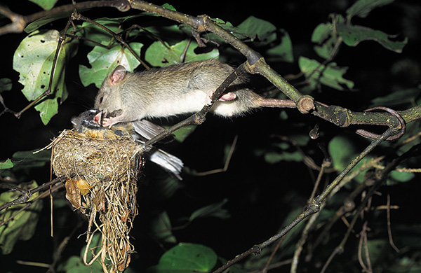 Les rats peuvent manger non seulement des œufs, mais aussi des poussins.