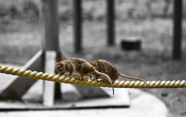 Pasyuki peut parcourir de longues distances à bord de navires fluviaux et océaniques.