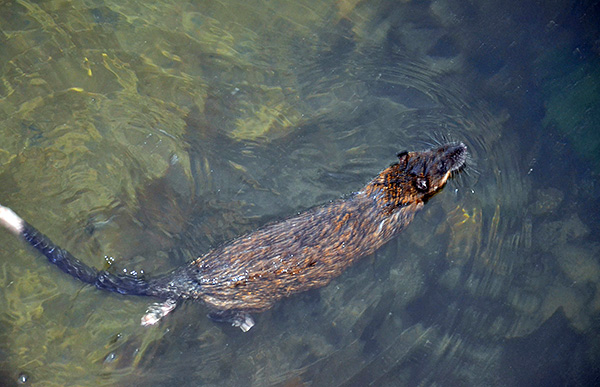 La capacité de nager parfaitement permet aux rats de se nourrir et, si nécessaire, de parcourir de longues distances dans l’eau.