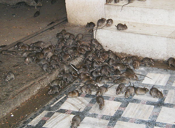 Dans les mégapoles, il y a environ un rat par habitant aujourd'hui.